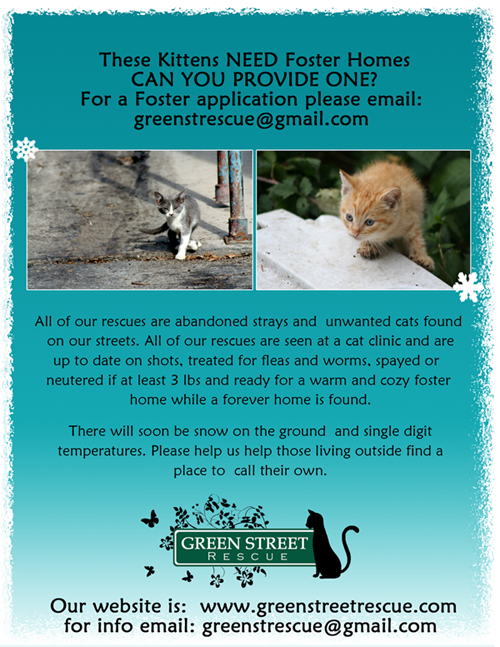Foster Homes for Cats Needed