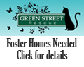 Foster Homes for Cats needed